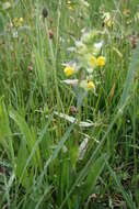 Image of Yellow rattle