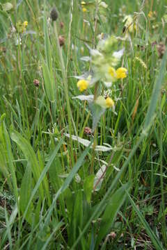 Image of Yellow rattle