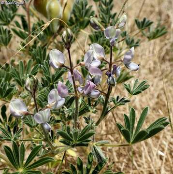 Plancia ëd Lupinus palaestinus Boiss.