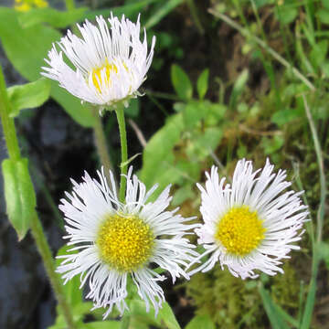 Image of eastern daisy fleabane