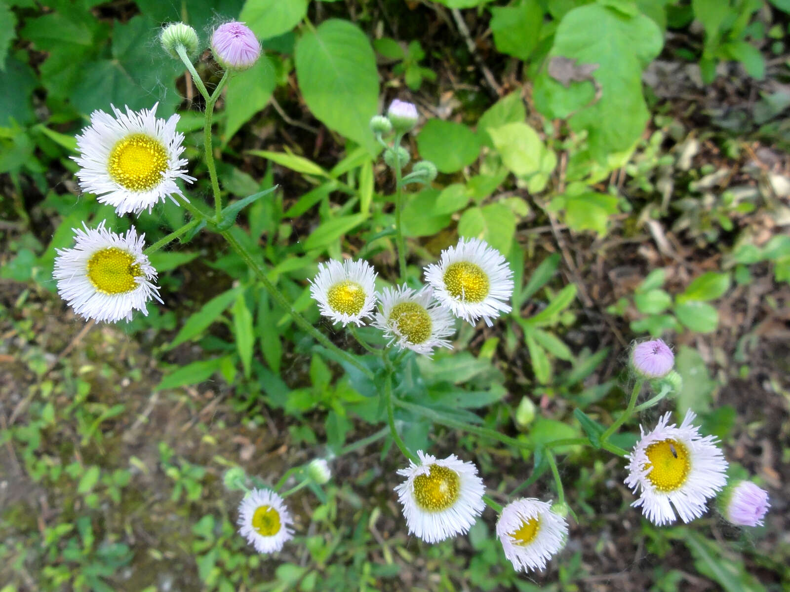 Image of eastern daisy fleabane