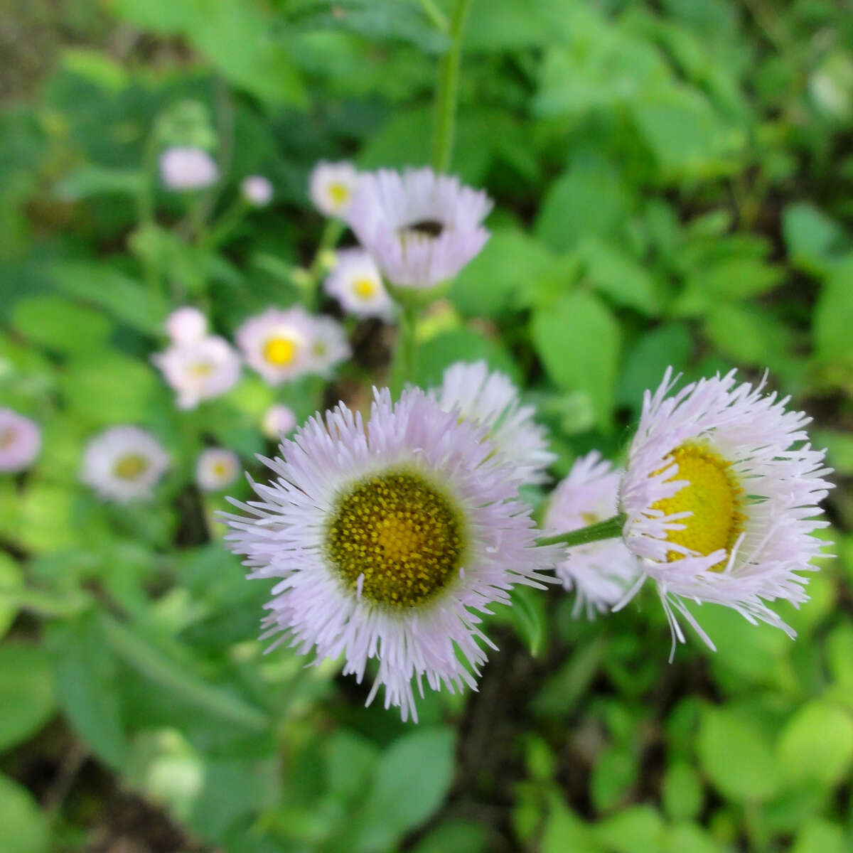 Image of eastern daisy fleabane