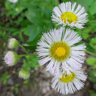 Image of eastern daisy fleabane