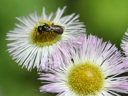 Image of eastern daisy fleabane