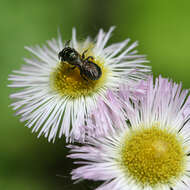 Image of eastern daisy fleabane