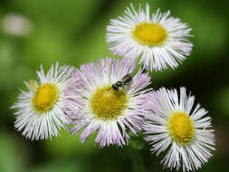 Image of eastern daisy fleabane