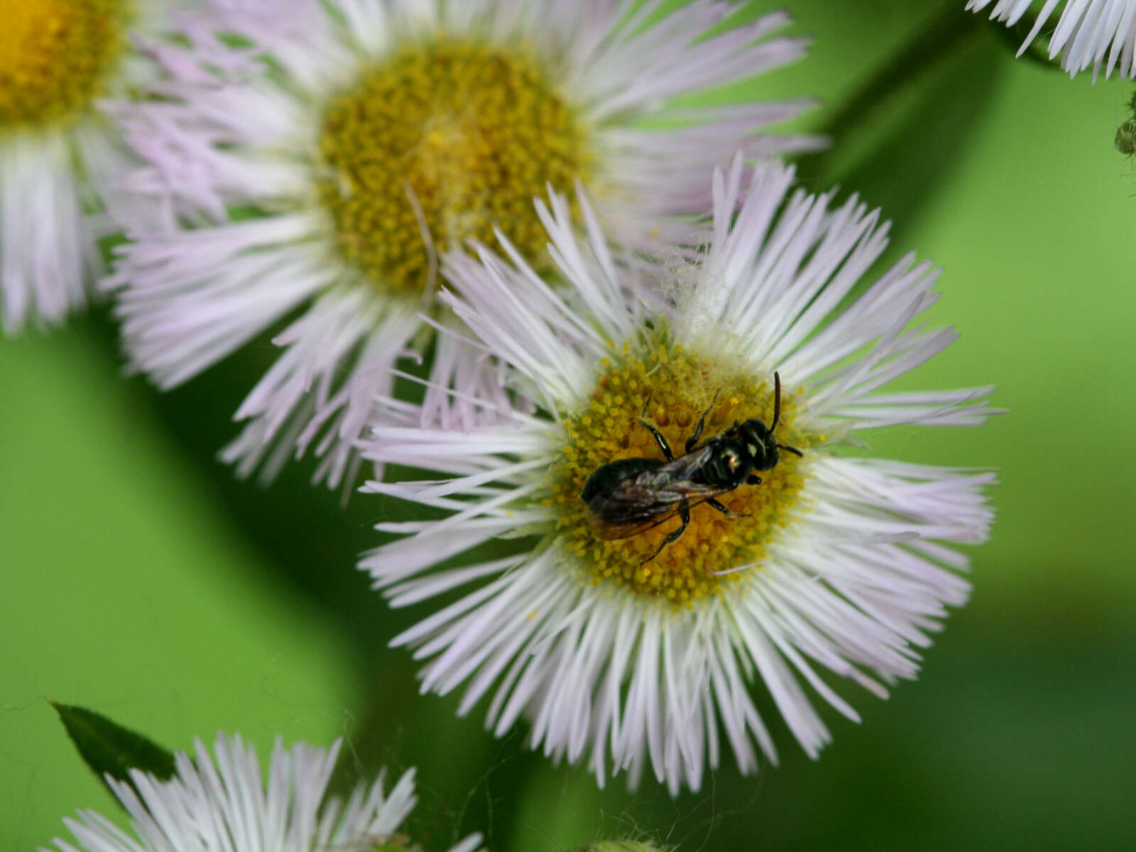 Image of eastern daisy fleabane