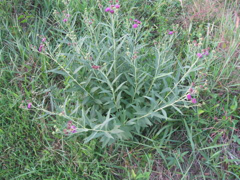 Vernonia arkansana DC. resmi