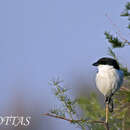 Слика од Lanius collaris subcoronatus Smith & A 1841