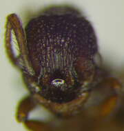 Image of Myrmica hellenica Finzi 1926