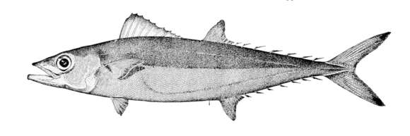 Image of Grammatorcynus