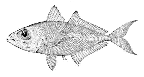 Image of Oxeye scad