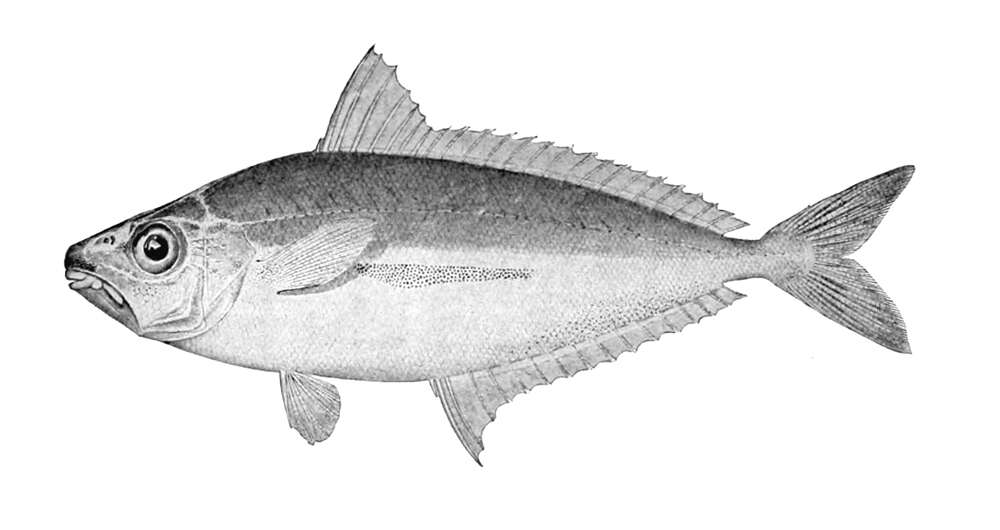 Image of Photolateralis