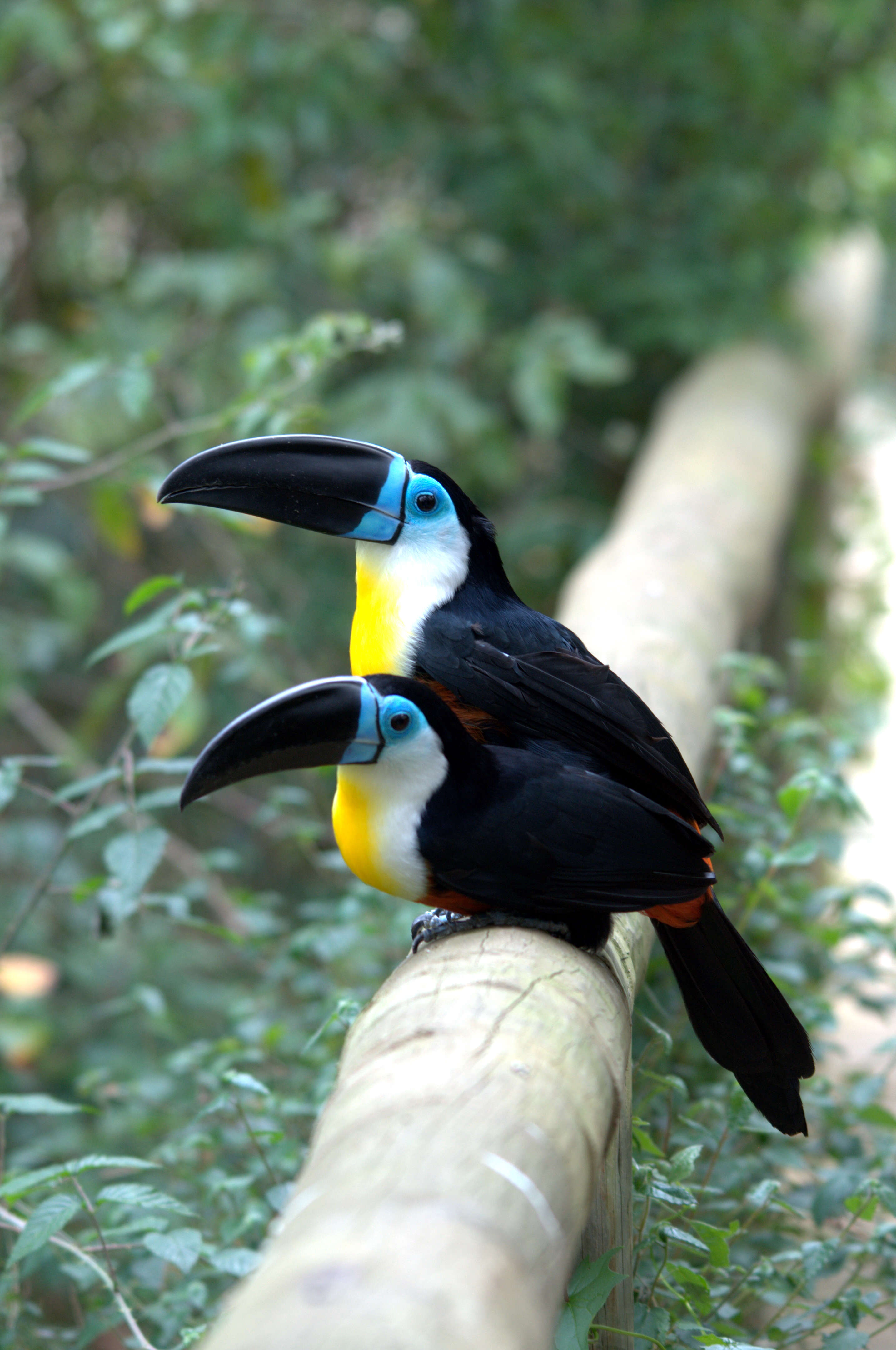 Image of toucans