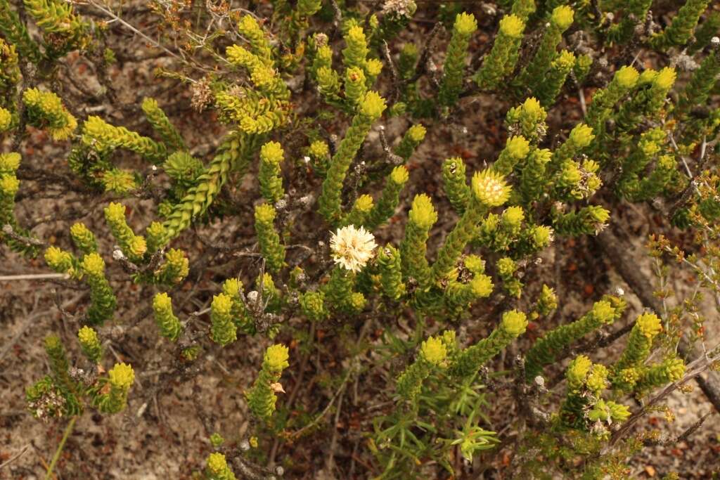 Image of Agathosma eriantha (Steud.) Steud.