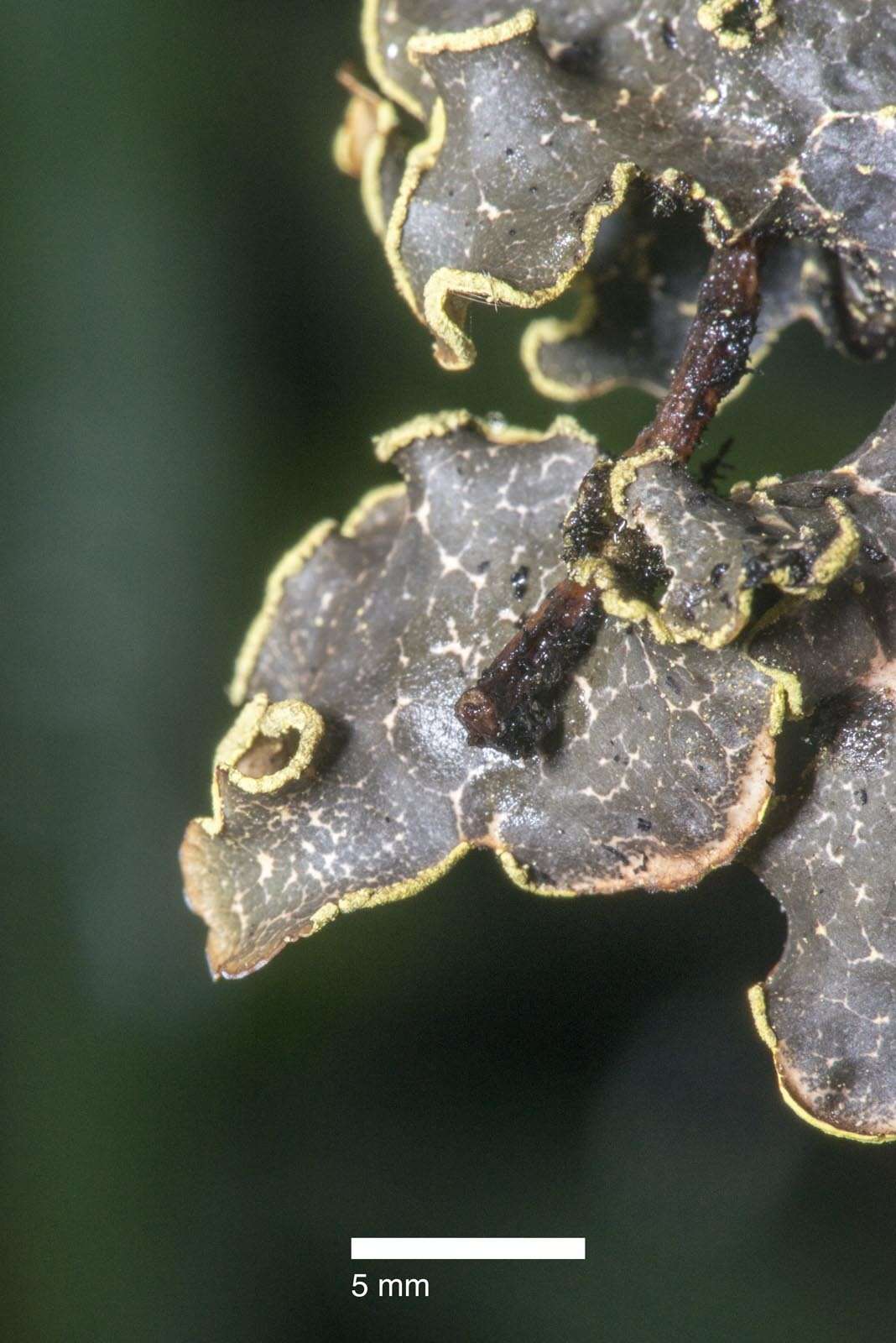 Image of Yellow specklebelly lichen