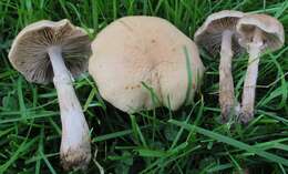 Image of Cyclocybe erebia (Fr.) Vizzini & Matheny 2014