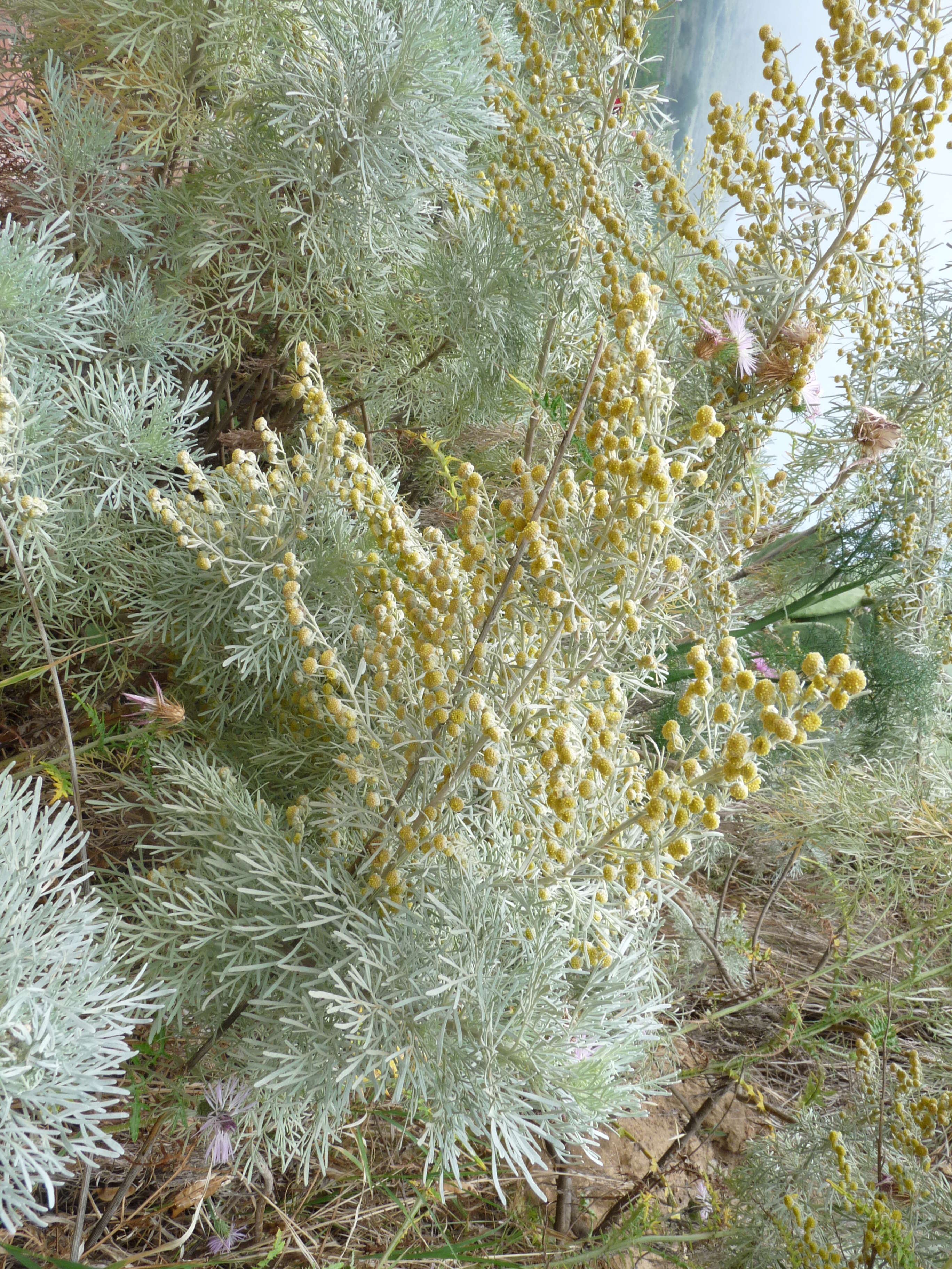 Image of Artemisia arborescens L.