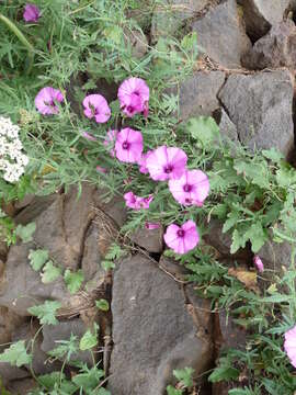 Image of mallow bindweed