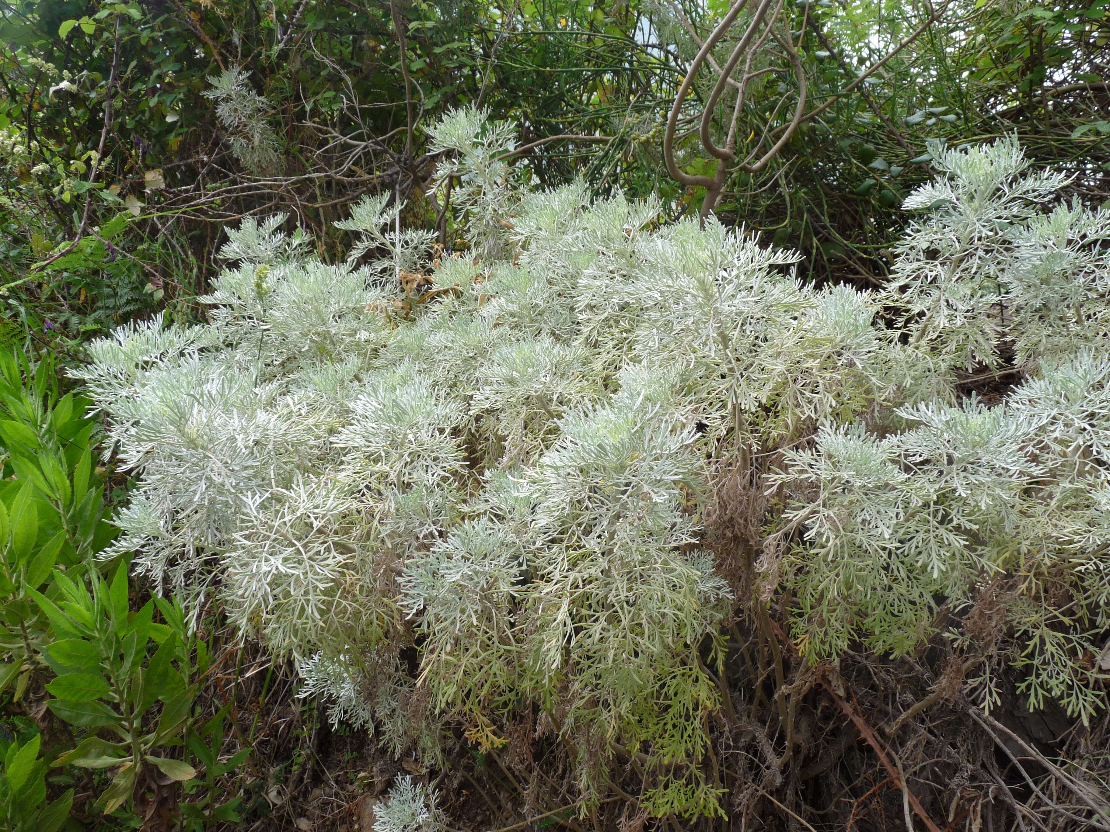 Image of Artemisia arborescens L.