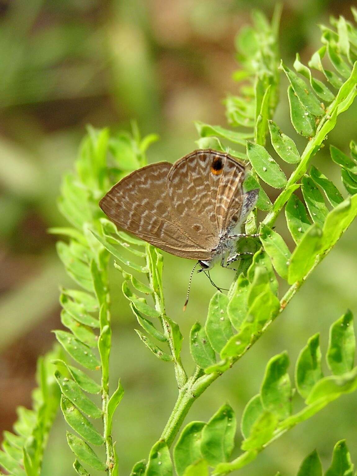 Imagem de Anthene lycaenina (Felder 1868)