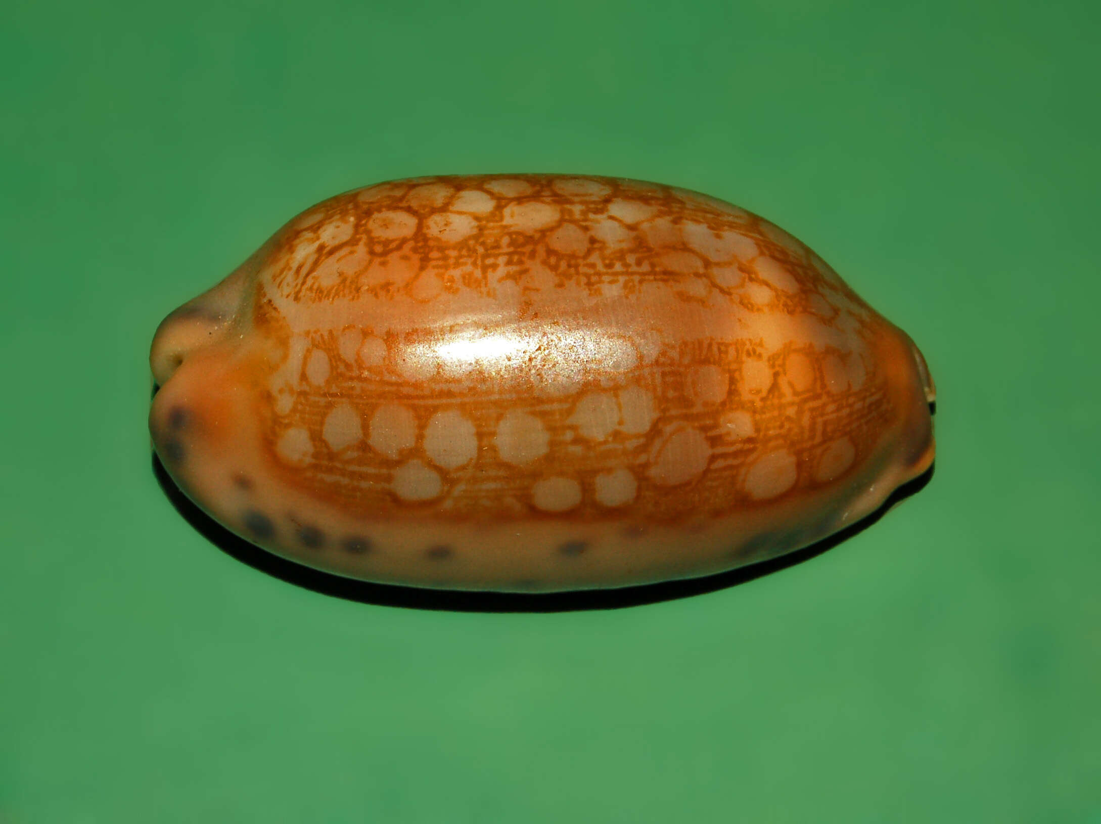 Image of jester cowrie