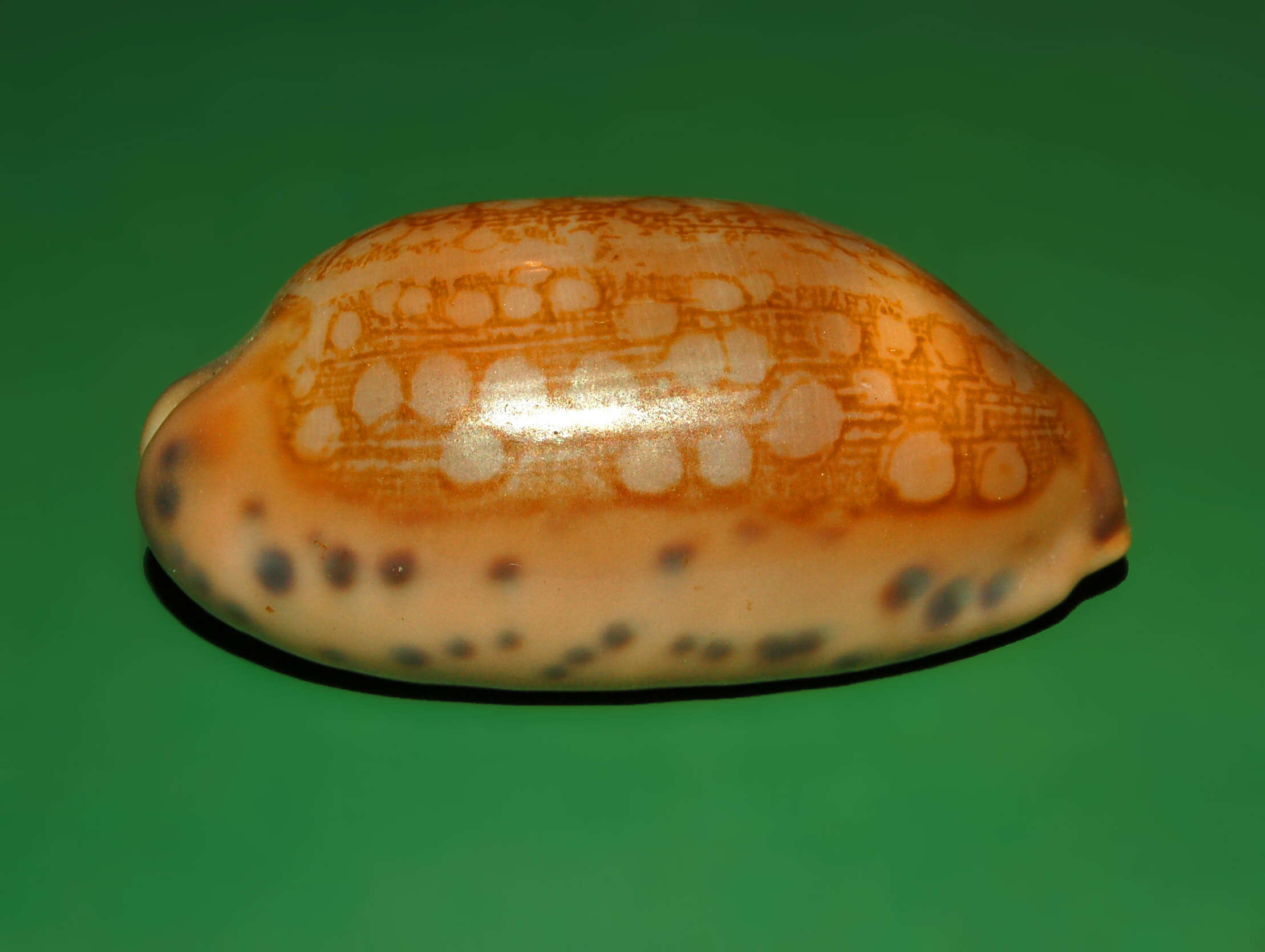 Image of jester cowrie