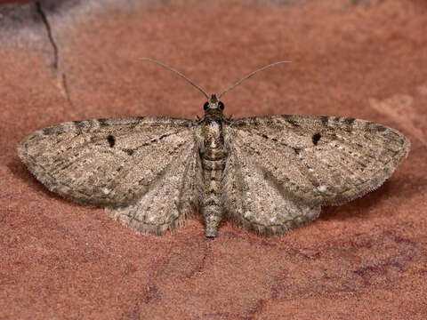 Image of golden-rod pug