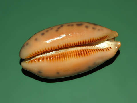 Image of jester cowrie