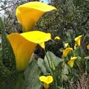 Imagem de Zantedeschia elliottiana (W. Watson) Engl.