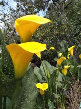 Image of calla lily