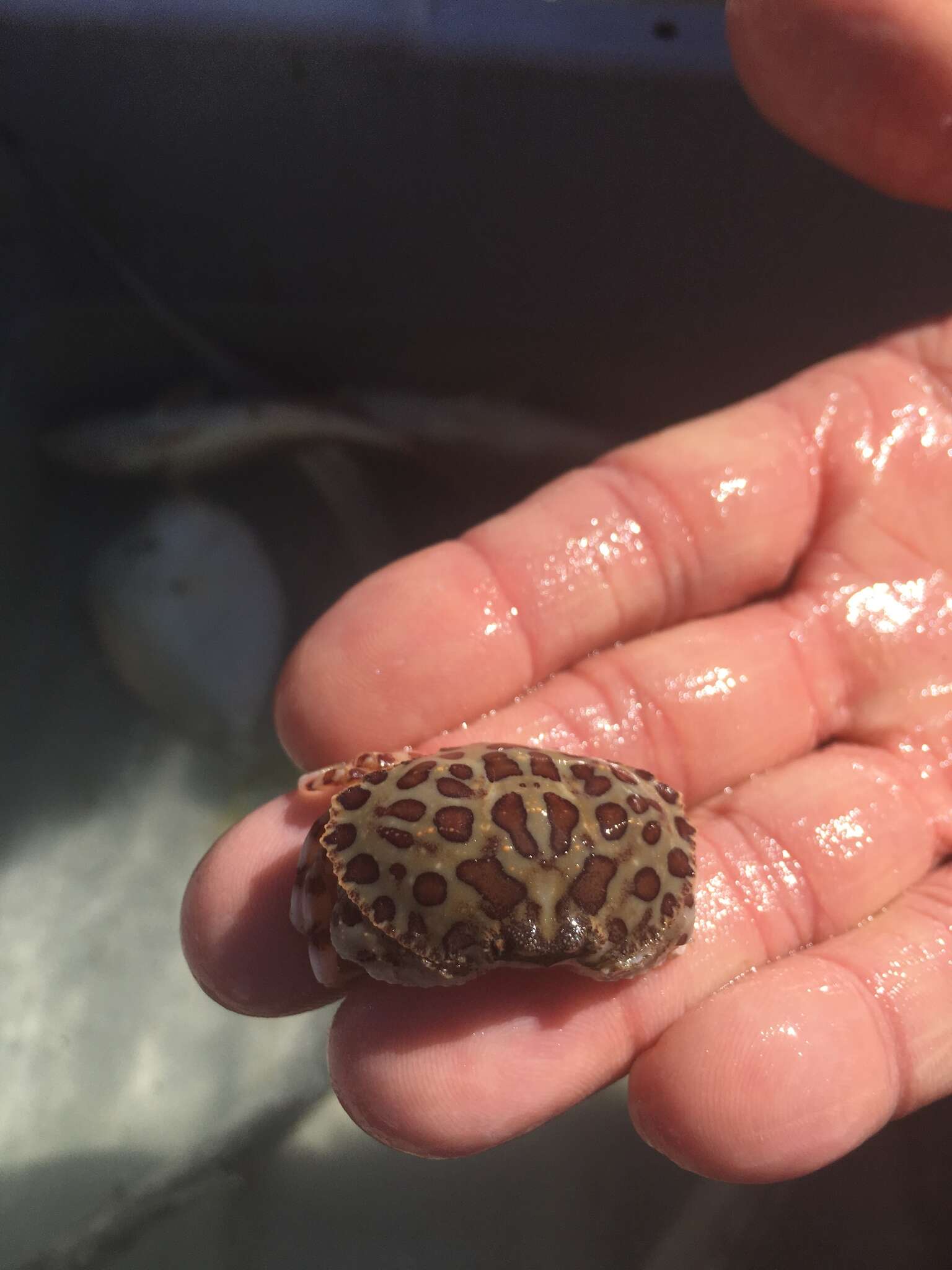 Image of Calico Crab