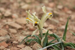 Image of Persian Iris