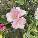 Plancia ëd Rhododendron simiarum Hance