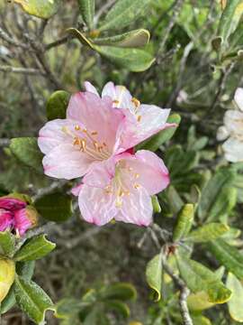 Слика од Rhododendron simiarum Hance