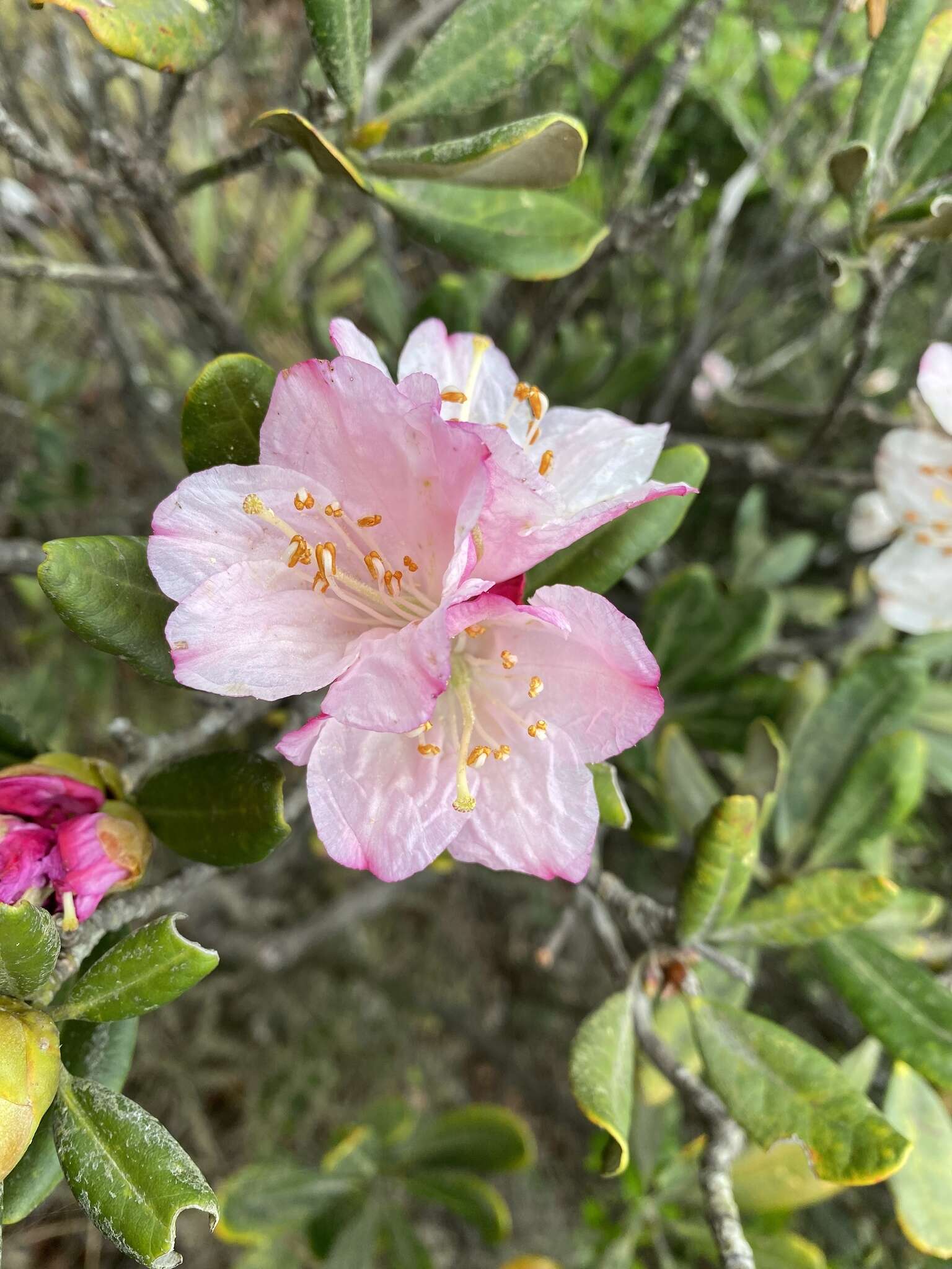 صورة Rhododendron simiarum Hance