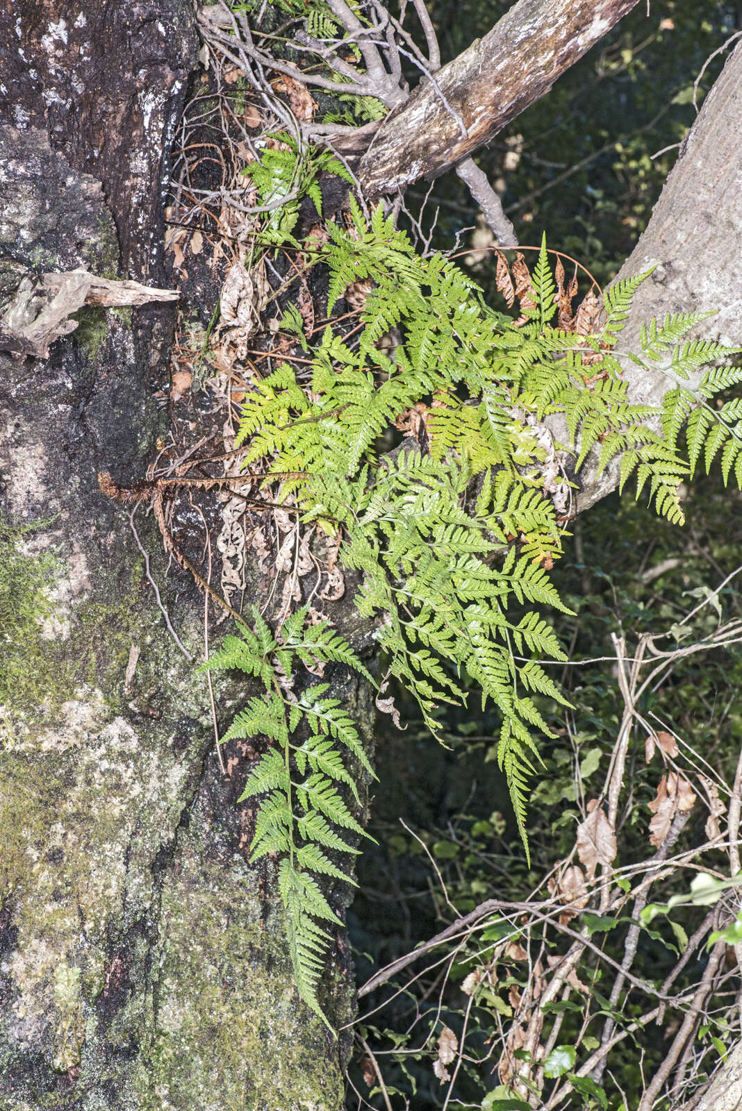Image of iron fern