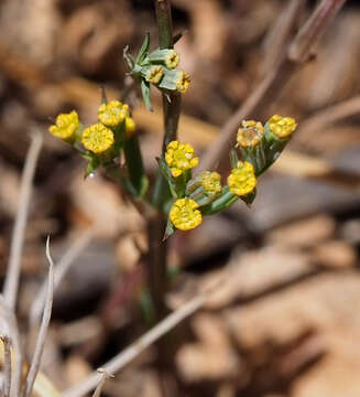 Image of Bupleurum gerardi All.