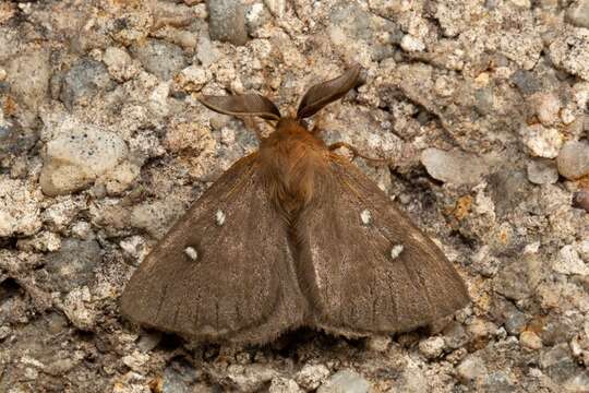 Image de Anthela callispila Lower 1905