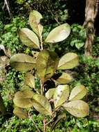 Erythroxylum coffeifolium Baill.的圖片