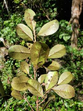 Erythroxylum coffeifolium Baill.的圖片