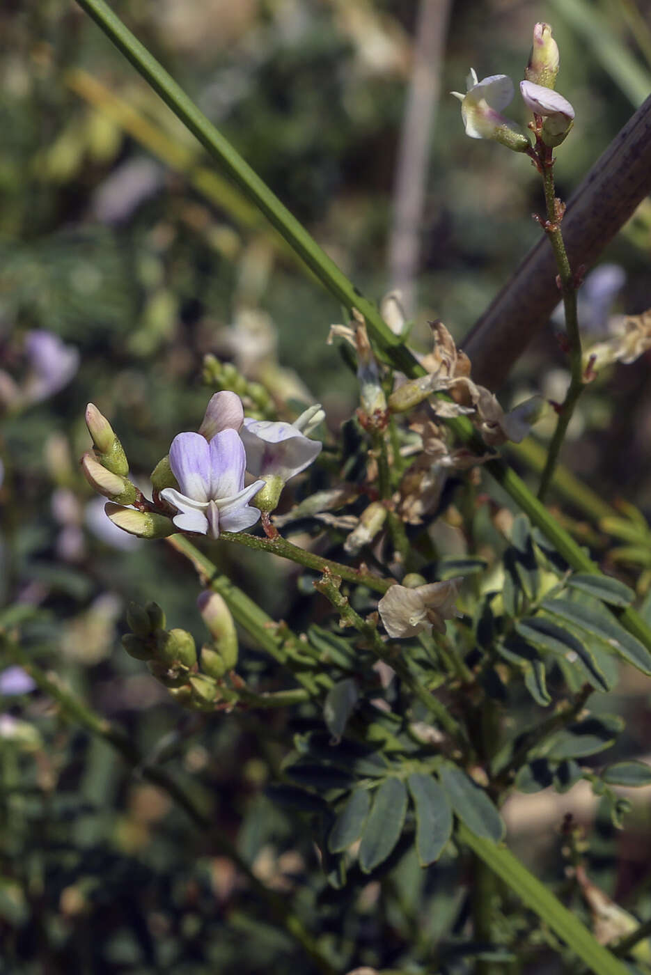 صورة Astragalus silvisteppaceus Knjaz.