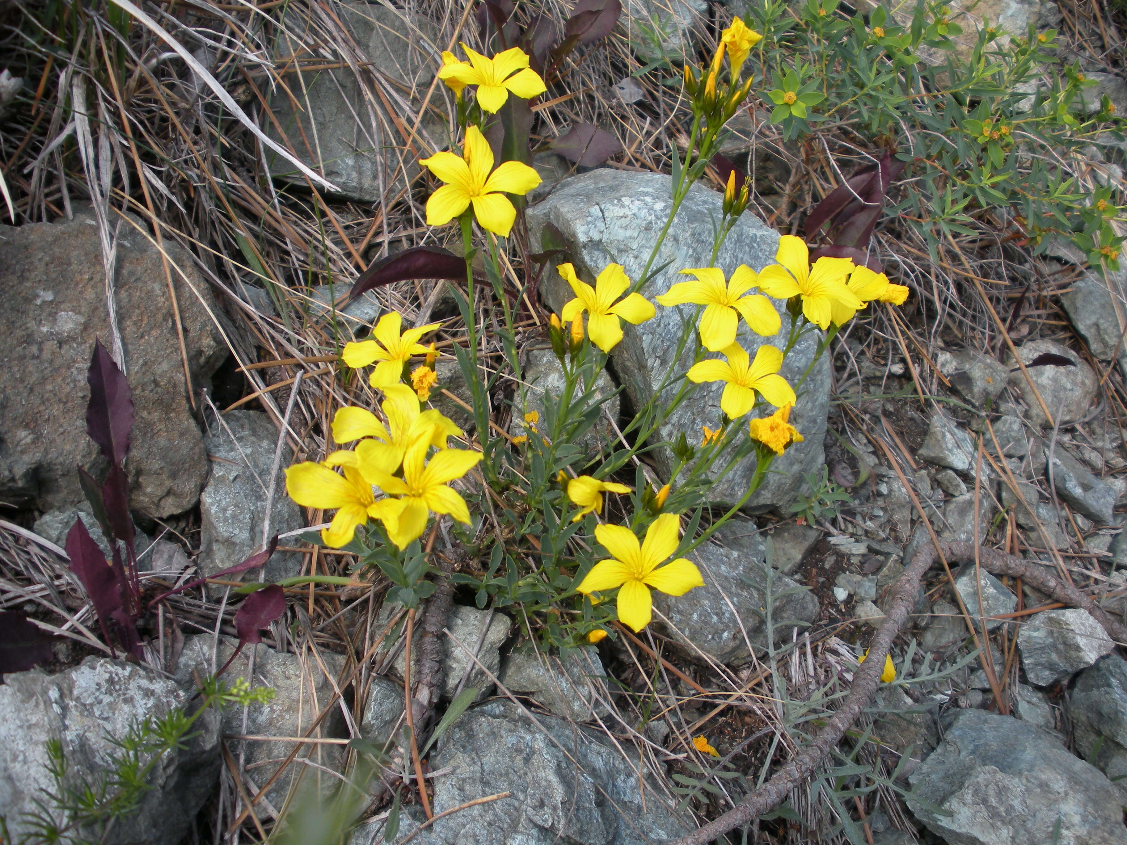 Imagem de Linum campanulatum L.