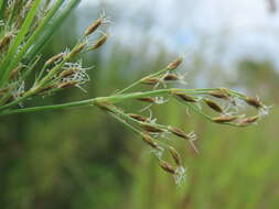 Image de Fimbristylis complanata (Retz.) Link