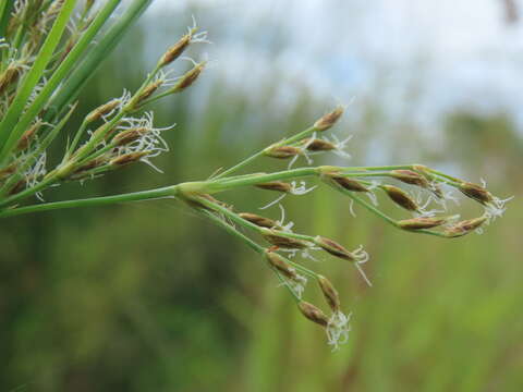 Image de Fimbristylis complanata (Retz.) Link