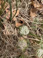 Image of plains springparsley