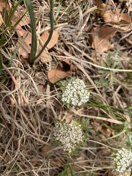 Cymopterus glomeratus DC.的圖片