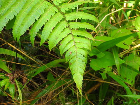 Image of Bird-Wing Tree Fern