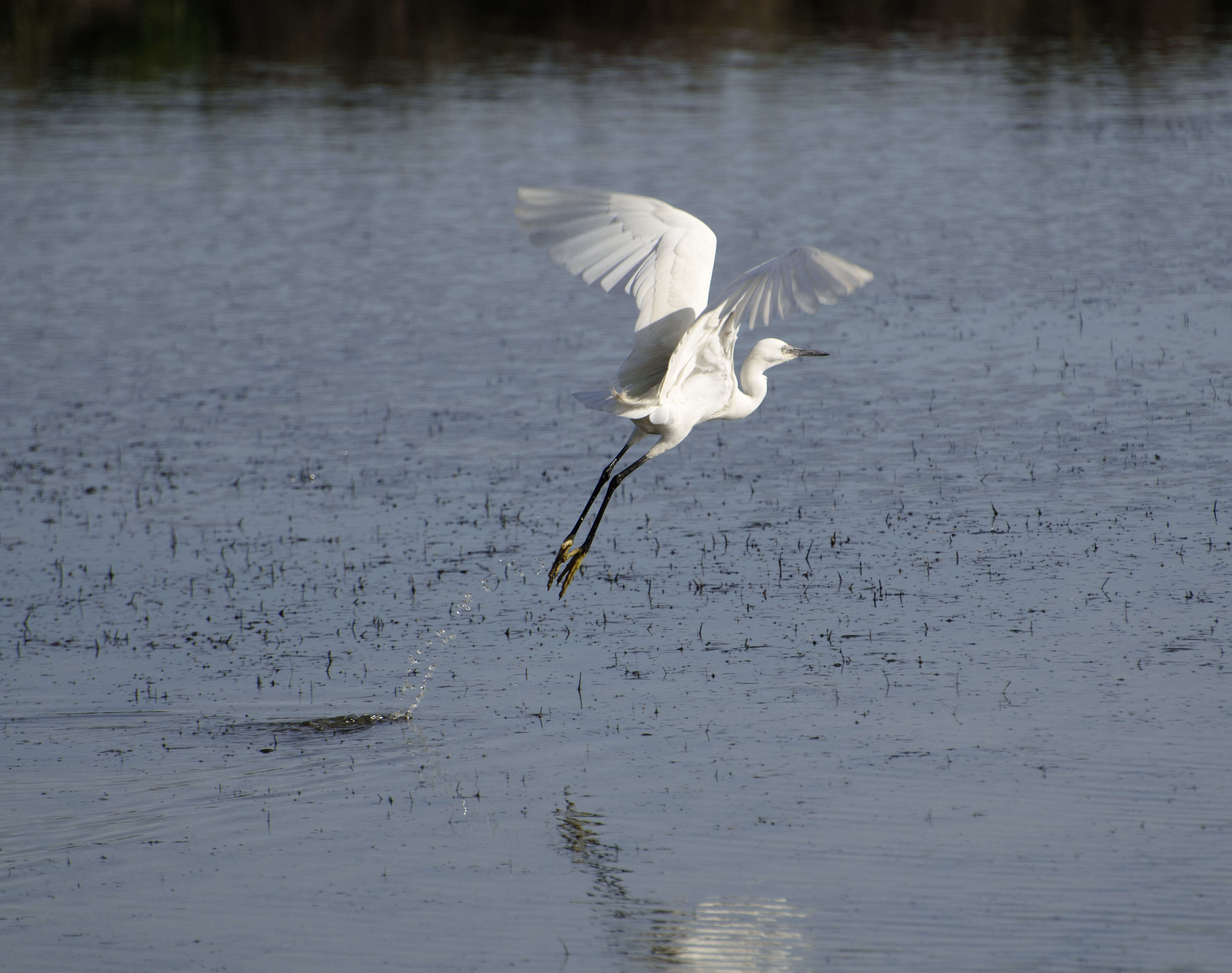 Image of Little Egret