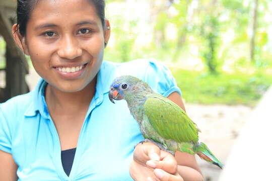 Image of Blue-headed Parrot